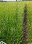 bán 8 công lúa mặt tiền đường đá xanh xe tải nhỏ chạy được, cách đt865 chưa tới 3km, giá đầu tư
