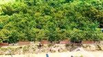 vườn trái cây sẵn thổ cư & sổ mỹ đức, đạ huoai, lâm đồng: dt: 6x20m - 35m, sẵn 100m2 thổ cư