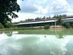 trang trại 2ha cạnh củ chi, quy hoạch khu dân cư, thị xã trảng bàng.