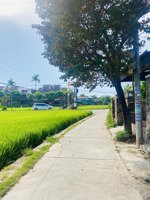 bán lô đất 248,5m2 view lúa trực diện phường cẩm châu hội an hàng cực hiếm