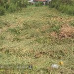 cần tiền bán lô đất đ.bốn tổng-một ngàn,đông thuận,thới lai,cần thơ. dt 120m2, đất thổ cư sạch đẹp.