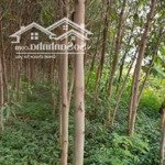 đất nền rộng 350000 m2 tọa lạc tại khánh thuận, u minh, cà mau. giá 11 tỷ. bao giá