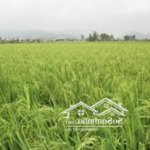 bán đất lúa góc 2 mặt tiền, gần trung tâm chỉ 5.8 tỷ diện tích tới 714m2 ở giồng trôm bến tre