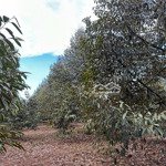 ngợp bán nhanh lô đất vườn sầu riêng thì mạnh có thổ cư bám hồng tại xã bảo bình đồng nai