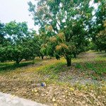 bán vườn xoài thổ cư xã cam tân cam lâm khu giữ lại 2045