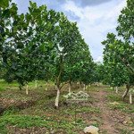 bán vườn 1100m2 - sẵn được 20 gốc mít 5 năm tuổi, đường bê tông 8m vào tận vườn, giá chỉ: 320tr