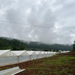 đất rẻ nhất hiệp an, ngay chân đèo prenn 871m2 có thổ cư chỉ 5.2tỷ, view rừng thông, gần tea resort