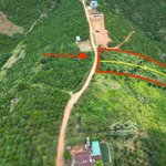 đất 5000m2 đã tách thành 2 sổ. dân cư điện nước xe hơi vào tận nơi