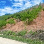 450tr sở hữu hơn 3000m2 đất mộc châu + 200 gốc mận view đẹp, đường ô tô