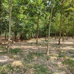 bán gấp 3289m2 đất vườn cao su, gần tp đồng xoài, ngay quốc lộ 14. giá 450tr sổ hồng 090326.3878