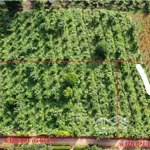 chính chủ cần bán lô đất 1050m2 (có 350m2 đất ở) view điện gió hướng tân, khe sanh - giá rẻ