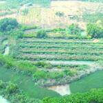 Bán 29.000m2 Đất Tại Ấp 2, Xã Thanh Hòa, Huyện Bù Đốp, Tỉnh Bình Phước.