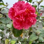 cho thuê nhà nguyên căn tại tp thanh hoá