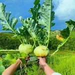 bán đất hiếm tại phường 2 bảo lộc , bán gấp
