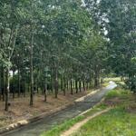 Buôn Đôn- Đắk Lắk dt 3.6ha thực tế 4ha có nhà cấp 4, sẵn nguồn nước, điện, sẵn nguồn thu cao su giá chỉ 2.8 tỷ bao sổ