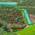 ea bhốk-cư kuin-đắk lắk dt 1745m2 full hồng view cánh đồng mát mẻ giá chỉ 590tr cách ql 27 4.5km