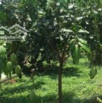 bán ngộp gấp 1hec6 đất vườn view suối tại đồng phú, gần quốc lộ 14. sổ riêng đúng 830tr. 0903263878