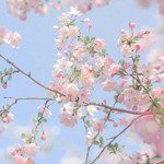 bán 2 lô đất phân quyền phường 9 đà lạt.lh: uyên 0948676493