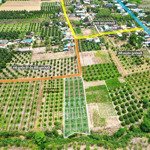 sở hữu vườn sầu musangking có thổ cư tại lâm đồng, chỉ với 399 triệu