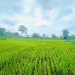 gấpppp cần bán nhanh lô 1333m tặng ngay 1 ao cá tại tân lạc