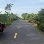 bán 2 sào đất bình châu, có vườn nhãn xuồng, gần đường 991 ( sân bay long thành-bình châu)