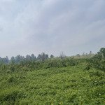 agribank bán đấu giá đất tại nguyễn thị ly, 14.6 tỷ, 9559,5 m2, hóc môn, hcm, chính chủ