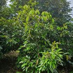 tôi cần bán gấp 13 ha đất café, tiêu, sầu riêng, ôm suối lớn