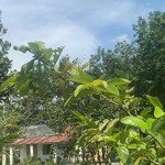 chủ cần tiền bán vườn sầu và mít sắp thu hoạch