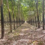bán gấp vườn cao su đang thu hoạch ngang 60m shr chính chủ 3181m2 chỉ 395tr. gọi 0325030897(vy)