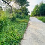 bán vườn sầu riêng 1000m2 tại đồng phú, bình phước, giá 290 triệu, đất thịt bằng phẳng