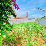 bán gấp lô đất đẹp liên nghĩa, chỉ cách sân bay liên khương 1km