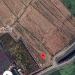 cần tiền bán gấp đất nông nghiệp gần vành đai 3 hóc môn