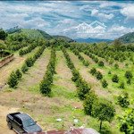 gia đình ở xa cần bán farm sầu riêng xã phú an - huyện tân phú - đồng nai