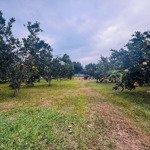 lô đất làm trang trại, farmstay siêu đẹp.
23.000 m2 (3000 m2 thổ cư) bám suối thoải đẹp