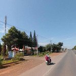 chủ vườn cần sang 1 sào 1161m2 vườn bưởi, ngay sát vòng xoay đồng xoài, đã chăm được hơn 3 năm