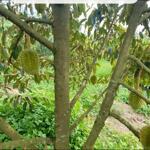 1.42ha đất vườn 130 cây sầu riêng thu chính, bơ, mít giá chỉ 1.5 tỷ.