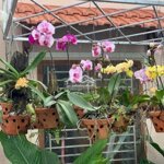 Cho thuê nhà nguyên căn có sân vườn