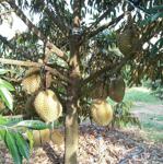 4.5 ha cây ăn trái 400 thổ cư 450 sầu riêng năm 5 thủ bói năm đầu 1000 trụ tiêu 300 cao su năm 3 50 bưởi vải dừa