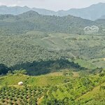 Bán dự án trồng rừng nguyên liệu tại huyện vân hồ tỉnh sơn la