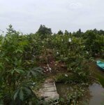 Cho thuê 8,500m2 vườn ổi mít, dừa xiêm xanh