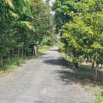 Bán 8.150m2 lộ nhựa 4m, dự mở 16m (kênh ba liên, vị trung, vị thủy, hg)