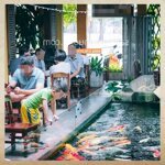 Sang quán cafe sân vườn hồ cá koi khu vực hòa cường- hải châu