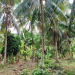 Bán gấp 1087m² đất vườn dừa tại thành triệu, châu thành ôt tới đất