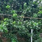 Sang lỗ miếng vườn cây ăn trái trồng bưởi 5400m2 giá lỗ 50%