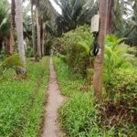 Cần bán gấp đất vườn dừa
