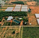 Lô đẹp cụm farm, gần diện tích716, sẵn đường điện nước