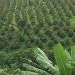 10 hecta full sầu đã cho thu 700 cây