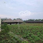 Chuyển nhượng trang trại nuôi 300 bò tại hưng hà thái bình