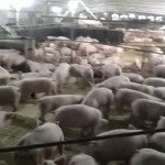 Bán 20 ha trang trại chăn nuôi lợn ở xã bình sơn - kim bôi - hòa bình.