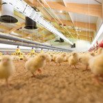Tìm người thuê trại lạnh nuôi gà lấy trứng 55000 con tại thôn đông lâm, hòa phú, hòa vang, đà nẵng